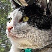 Cowboy joined the competition — help win amazing prizes! cat, close_up, profile, window, mesh_screen, green_eyes, black_and_white, collar, tag, bell, fur, whiskers, outdoor, daylight, portrait, pet, indoor, looking_out, focused, curious