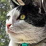 cat, close_up, profile, window, mesh_screen, green_eyes, black_and_white, collar, tag, bell, fur, whiskers, outdoor, daylight, portrait, pet, indoor, looking_out, focused, curious