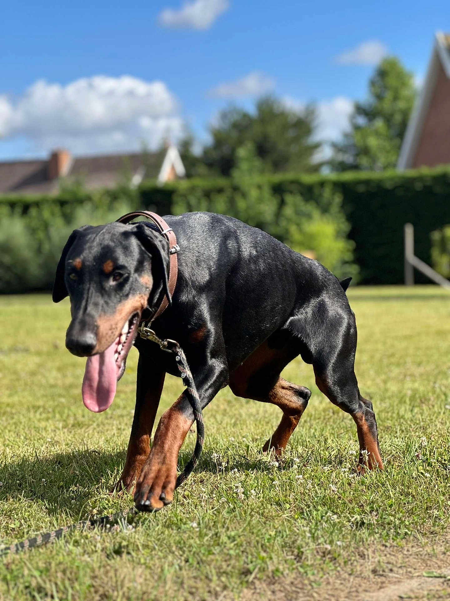 Oxo a rejoint le concours — aidez-le/la à gagner de superbes lots ! dog, doberman, animal, pet, grass, outdoor, sunny, leash, collar, canine, tongue_out, walking, nature, greenery, sky, house, blurred_background, happy, mammal, summer
