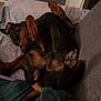 Oxo participe au concours pour gagner de l'argent avec cette photo : dog, doberman, pet, lying_down, couch, blanket, indoor, relaxed, paw, fur, animal, canine, resting, cozy, home, black_and_tan, sleepy, comfort, domestic, mammal