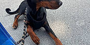 Oxo a rejoint le concours — aidez-le/la à gagner de superbes lots ! doberman, puppy, dog, leash, harness, pavement, grass, outdoor, pet, animal, canine, young, resting, alert, side_view, black_and_tan, ears, paw, curious, calm