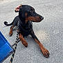doberman, puppy, dog, leash, harness, pavement, grass, outdoor, pet, animal, canine, young, resting, alert, side_view, black_and_tan, ears, paw, curious, calm