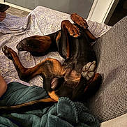 Oxo participe au concours pour gagner de l'argent avec cette photo : dog, doberman, lying_down, upside_down, paws, couch, blanket, indoor, relaxed, pet, canine, fur, sleeping, resting, cozy, home, animal, paw_pads, furniture, domestic