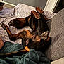 dog, doberman, lying_down, upside_down, paws, couch, blanket, indoor, relaxed, pet, canine, fur, sleeping, resting, cozy, home, animal, paw_pads, furniture, domestic