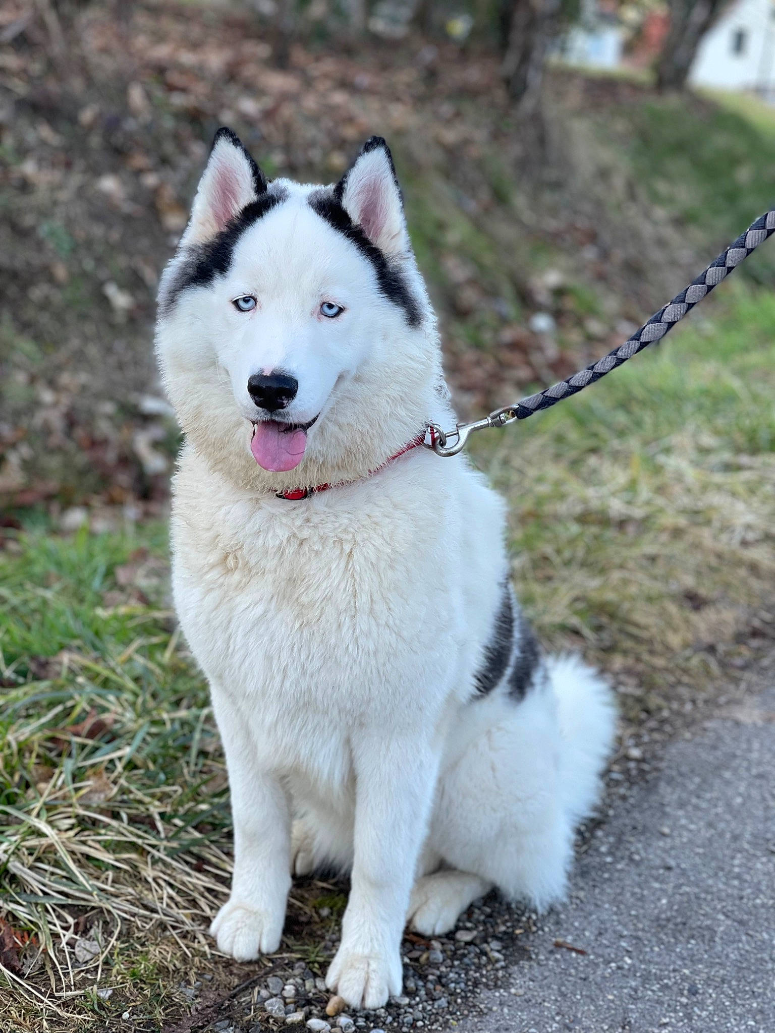 Maïka a rejoint le concours — aidez-le/la à gagner de superbes lots ! ancient_dog_breeds, canidae, carnivore, collar, companion_dog, dog, dog_breed, dog_collar, fur, grass, non_sporting_group, plant, sporting_group, tail, terrestrial_animal, working_animal, working_dog