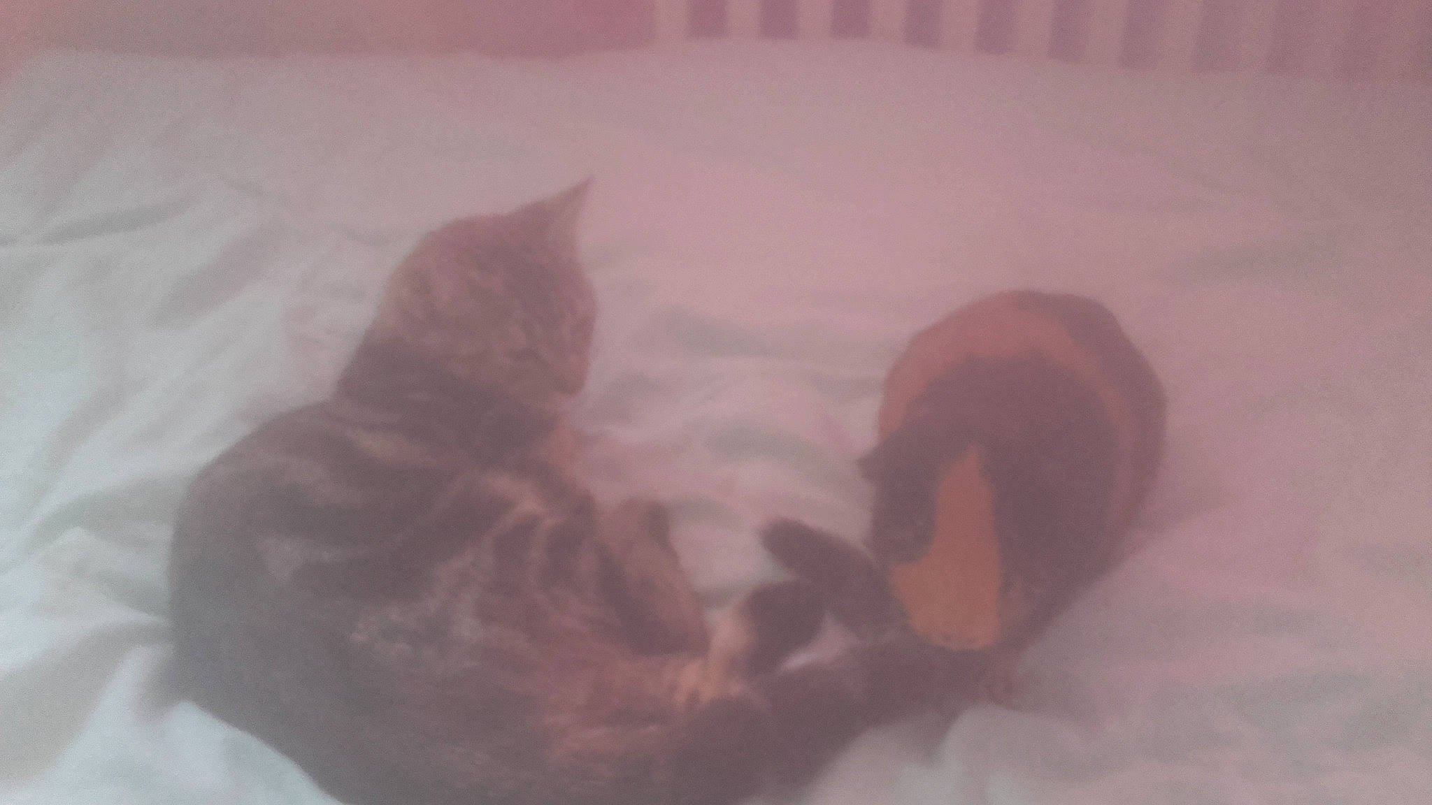 Noisette Et Betty a rejoint le concours — aidez-le/la à gagner de superbes lots ! carnivore, cat, fawn, felidae, kitten, nose, small_to_medium_sized_cats, tail