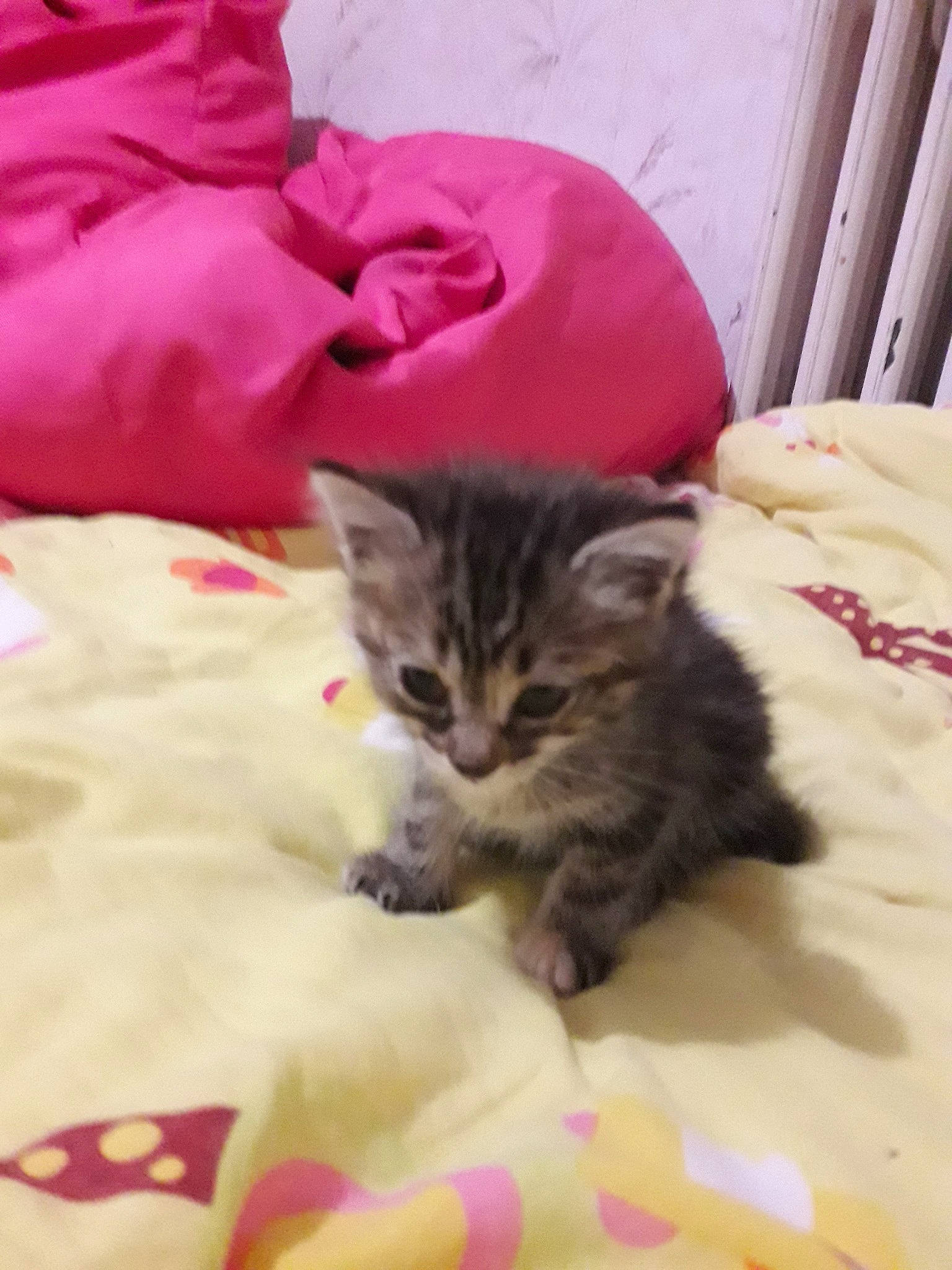 Noisette Et Betty participe au concours pour gagner de l'argent avec cette photo : american_curl, american_shorthair, asian, carnivore, cat, domestic_long_haired_cat, domestic_short_haired_cat, dragon_li, european_shorthair, felidae, fur, kitten, mammal, norwegian_forest_cat, pixie_bob, siberian, small_to_medium_sized_cats, tabby_cat, vertebrate, whiskers