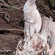 Shadé a rejoint le concours — aidez-le/la à gagner de superbes lots ! alert, animal, branch, cat, eyes, fluffy_cat, forest_floor, fur, mammal, natural_light, nature, outdoor, perched, pet, sitting, tree, tree_stump, whiskers, wildlife, woodland