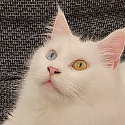 Pandora a rejoint le concours — aidez-le/la à gagner de superbes lots ! animal, blue_eye, cat, close_up, curious, cute, fabric_background, feline, fluffy, heterochromia, indoor, looking_up, pet, pink_nose, portrait, soft_fur, texture, whiskers, white_cat, yellow_eye