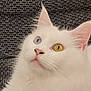 animal, blue_eye, cat, close_up, curious, cute, fabric_background, feline, fluffy, heterochromia, indoor, looking_up, pet, pink_nose, portrait, soft_fur, texture, whiskers, white_cat, yellow_eye