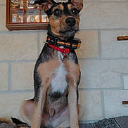 Vegas participe au concours pour gagner de l'argent avec cette photo : dog, collar, sitting, blanket, indoor, wall, stone_wall, display_case, miniature, clocks, motorcycles, pet, animal, fur, ears, face, alert, brown, black, white