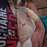Bandi a rejoint le concours — aidez-le/la à gagner de superbes lots ! animal, arms, belly_up, brown_and_white, close_up, cuddling, cute, dog, human, indoor, nap, pet, portrait, puppy, raised_paw, relaxed, shirt, short_hair, sleeping, wooden_wall