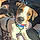 Bandi
