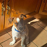 Bandi participe au concours pour gagner de l'argent avec cette photo : animal, blue_collar, brown_and_white, cute, dog, floppy_ears, home, indoor, looking_at_camera, pet, portrait, puppy, shadow, sitting, sunbeam, sunlight, tile_floor, vertical_photo, warm_lighting, wooden_cabinet