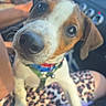 Bandi a rejoint le concours — aidez-le/la à gagner de superbes lots ! animal, blanket, brown_and_white, car, close_up, collar, curious, dog, eyes, floppy_ears, indoors, nose, patterned_fabric, pet, photography, portrait, puppy, road_trip, seated, vehicle_interior