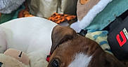 Bandi participe au concours pour gagner de l'argent avec cette photo : animal, blanket, brown_and_white, close_up, cozy, cuddling, cute, dog, eyes, face, floppy_ears, indoors, pet, playful, plush_toy, portrait, puppy, sleeping_area, soft_furnishings, stuffed_animal