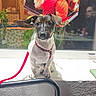 dog, puppy, small_dog, sitting, portrait, indoors, restaurant, sushi, food, window, reflection, leash, collar, pink, black_and_white, short_hair, alert, cute, table, plants