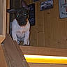 dog, puppy, animal, pet, black_and_white, standing, stairs, staircase, wood, indoor, garage, vintage_signs, ford_mustang, car, wall_decor, portrait, front_facing, pointed_ears, glowing_eyes, curious