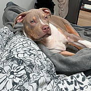 Nardos participe au concours pour gagner de l'argent avec cette photo : animal, bed, blanket, canine, comfort, dog, ears, eyes, floral_pattern, fur, furniture, gray_blanket, home, indoor, laying_down, nose, pet, relaxation, resting, sleepy