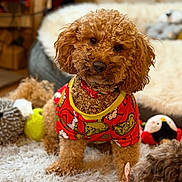 Paddington joined the competition — help win amazing prizes! dog, curly_hair, red_sweater, grinch_pattern, pet_clothing, fluffy_rug, toys, indoor, home, cozy, brown_dog, cute, looking, head_tilt, collar, soft_lighting, carpet, animal, playful, curious