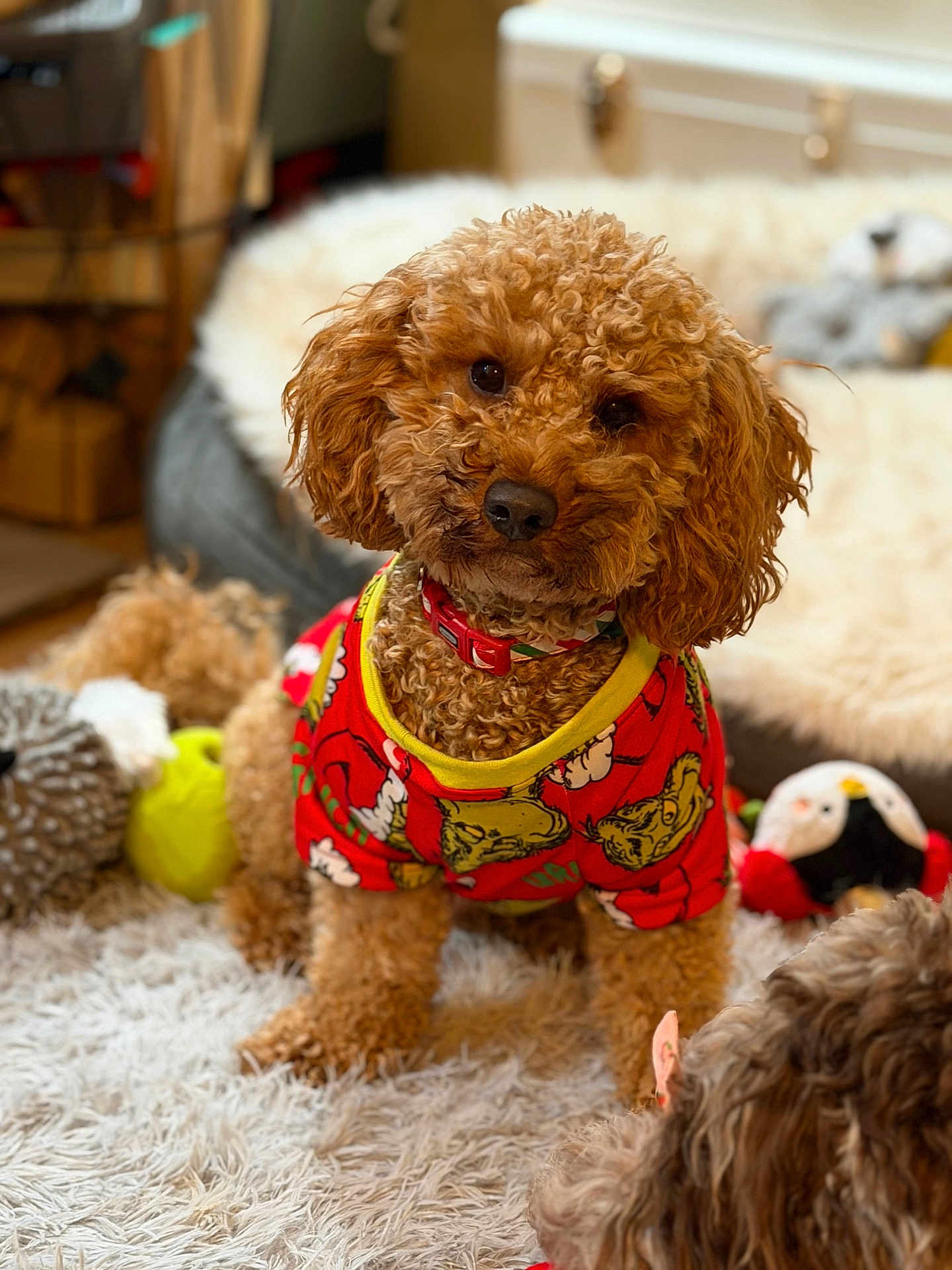 Paddington joined the competition — help win amazing prizes! dog, curly_hair, red_sweater, grinch_pattern, pet_clothing, fluffy_rug, toys, indoor, home, cozy, brown_dog, cute, looking, head_tilt, collar, soft_lighting, carpet, animal, playful, curious
