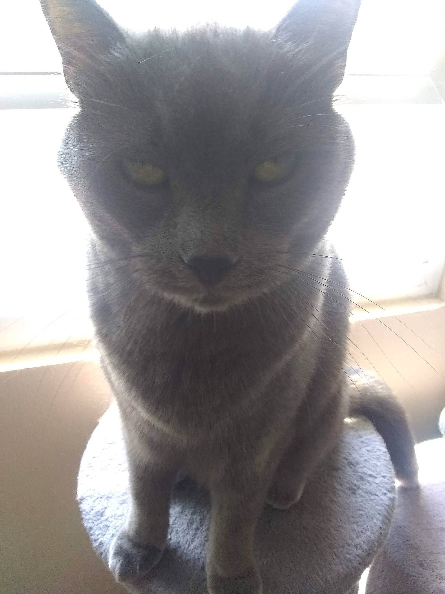 Chloe joined the competition — help win amazing prizes! black_cat, bombay, carnivore, cat, claw, domestic_short_haired_cat, felidae, fur, grey, small_to_medium_sized_cats, snout, tail, terrestrial_animal, whiskers, window