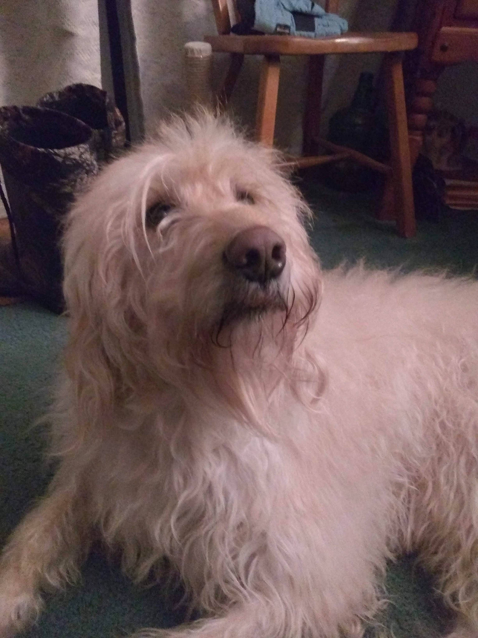 Hooch is registered to the contest to win money with this photo: canidae, carnivore, chair, companion_dog, dog, dog_breed, fur, maltepoo, non_sporting_group, small_terrier, snout, sporting_group, terrier, toy_dog, working_animal, yorkipoo