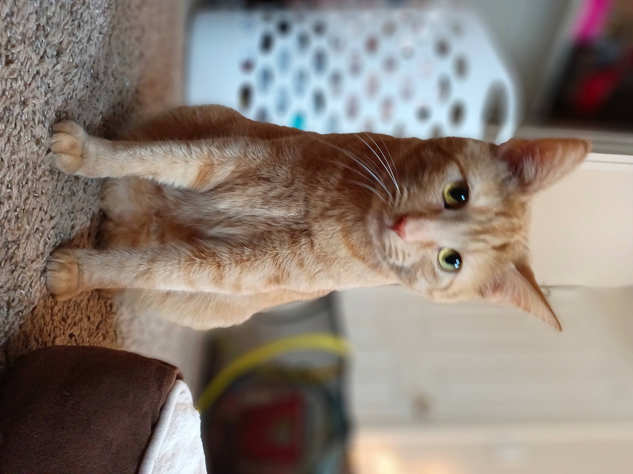 Henry is registered to the contest to win money with this photo: carnivore, cat, collar, domestic_short_haired_cat, fawn, felidae, fur, paw, small_to_medium_sized_cats, snout, tail, whiskers, wood