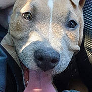 Radjah participe au concours pour gagner de l'argent avec cette photo : dog, tongue, close_up, pet, happy, smiling, car_interior, seat, sunlight, shadow, animal, canine, ears, nose, fur, mouth, bright, playful, young_dog, portrait