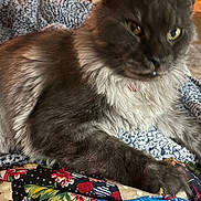 Pebbles is registered to the contest to win money with this photo: animal, blanket, cat, closeup, comfort, cozy, domestic_animal, feline, fluffy, fur, gray_cat, home, indoor, knitted_blanket, patchwork, pet, quilt, relaxed, resting, soft_texture