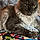 Pebbles