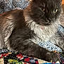 animal, blanket, cat, closeup, comfort, cozy, domestic_animal, feline, fluffy, fur, gray_cat, home, indoor, knitted_blanket, patchwork, pet, quilt, relaxed, resting, soft_texture