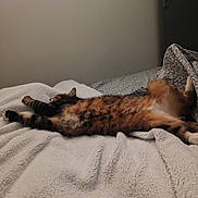 Grisou a rejoint le concours — aidez-le/la à gagner de superbes lots ! cat, tabby_cat, bed, blanket, stretching, sleeping, fur, paws, cozy, indoor, relaxation, patterned_bedding, comfort, animal, pet, feline, resting, soft_texture, human_feet, domestic