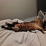 cat, tabby_cat, bed, blanket, stretching, sleeping, fur, paws, cozy, indoor, relaxation, patterned_bedding, comfort, animal, pet, feline, resting, soft_texture, human_feet, domestic