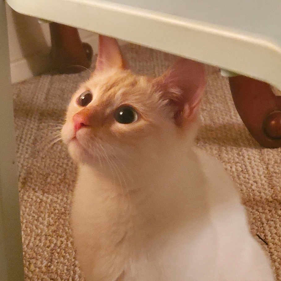 Artemis is registered to the contest to win money with this photo: abyssinian, angora, animal, cat, chair, desk, diningtable, door, drawer, furniture, hardwood, indoors, kitten, manx, pet, plywood, siamese, table, white, wood
