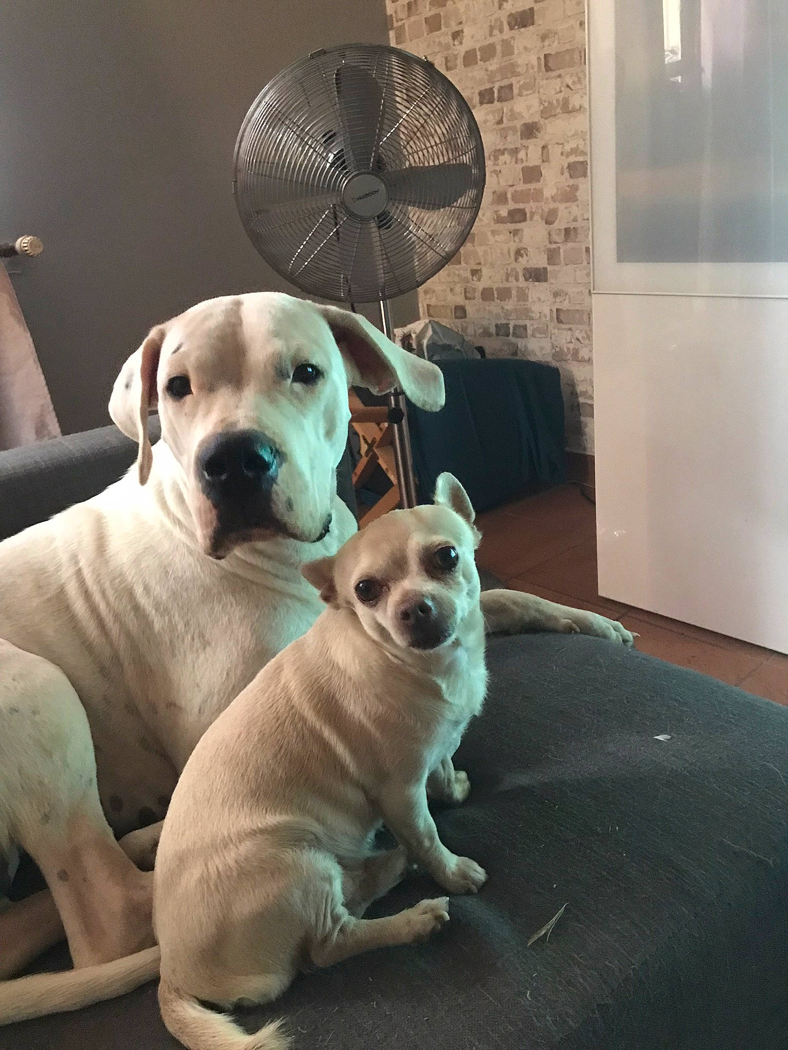 Ragnar participe au concours pour gagner de l'argent avec cette photo : canidae, carnivore, collar, comfort, companion_dog, dog, dog_breed, dog_collar, dog_supply, fawn, flooring, mechanical_fan, paw, pet_supply, puppy_love, snout, sporting_group, toy_dog, whiskers, working_animal