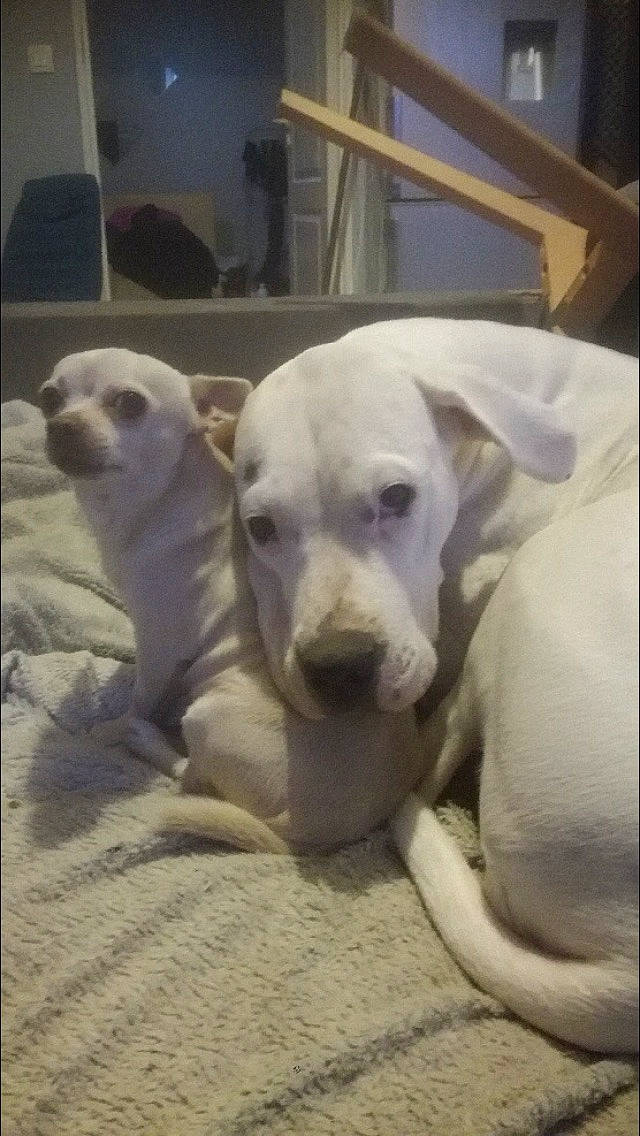 Ragnar a rejoint le concours — aidez-le/la à gagner de superbes lots ! canidae, carnivore, cloud, comfort, companion_dog, dog, dog_breed, fawn, fur, metal, non_sporting_group, paw, pet_supply, photo_caption, puppy_love, snout, sporting_group, terrestrial_animal, whiskers, working_animal