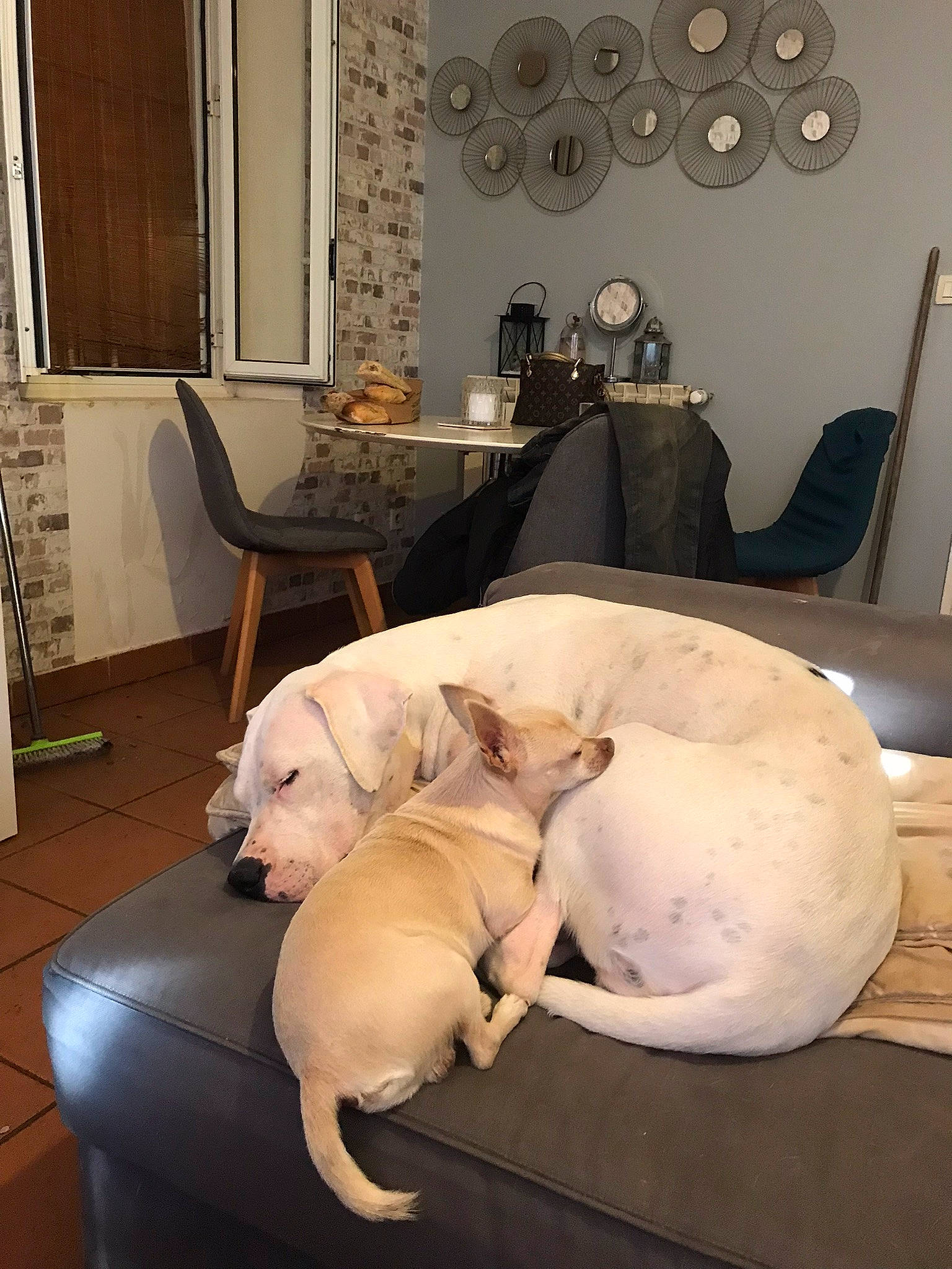 Ragnar a rejoint le concours — aidez-le/la à gagner de superbes lots ! carnivore, chair, comfort, companion_dog, couch, dog, dog_breed, fawn, floor, flooring, hardwood, interior_design, lighting, living_room, picture_frame, snout, sporting_group, tail, wood, working_animal