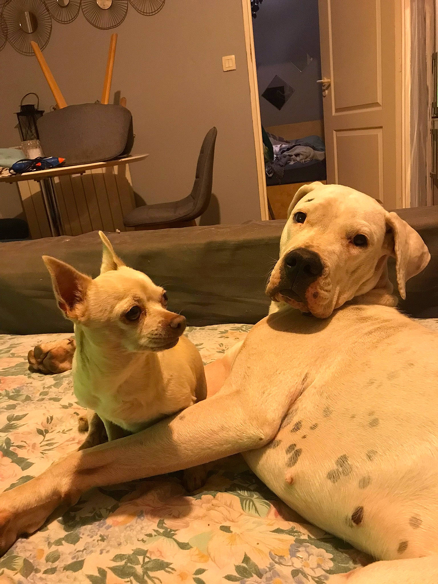 Ragnar a rejoint le concours — aidez-le/la à gagner de superbes lots ! canidae, carnivore, chair, comfort, companion_dog, couch, dog, dog_breed, dog_supply, door, fawn, flooring, fur, linens, room, snout, sporting_group, whiskers, wood, working_animal