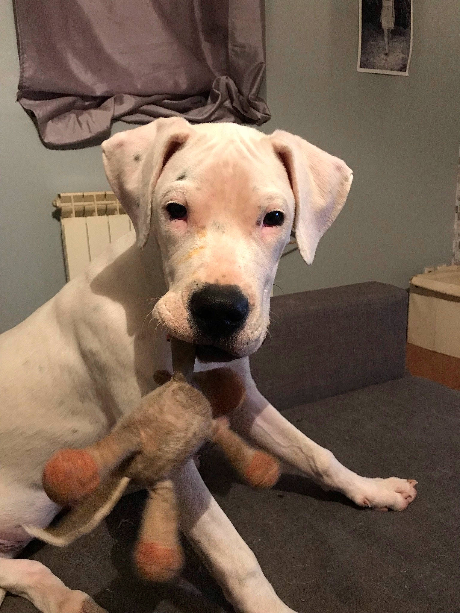 Belle a rejoint le concours — aidez-le/la à gagner de superbes lots ! canidae, carnivore, collar, companion_dog, dog, dog_breed, dog_collar, dog_supply, fawn, fur, guard_dog, non_sporting_group, pet_supply, picture_frame, snout, sporting_group, terrestrial_animal, whiskers, working_animal