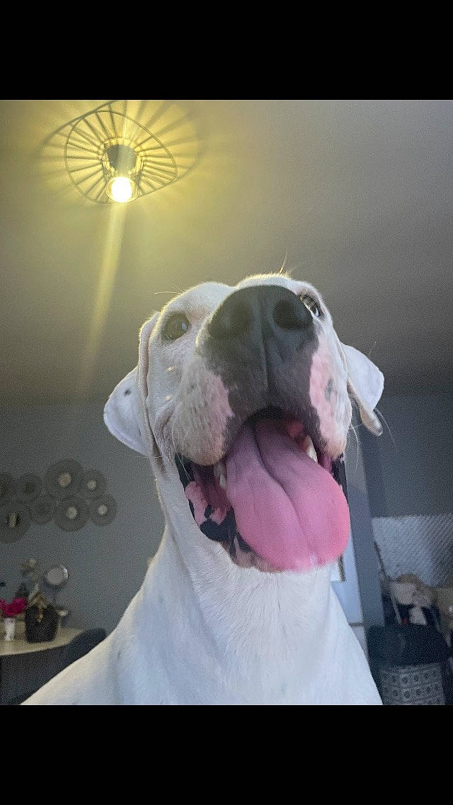 Belle a rejoint le concours — aidez-le/la à gagner de superbes lots ! ancient_dog_breeds, art, canidae, carnivore, collar, companion_dog, dog, dog_breed, dog_collar, fawn, fur, liver, non_sporting_group, pet_supply, snout, sporting_group, whiskers, working_animal