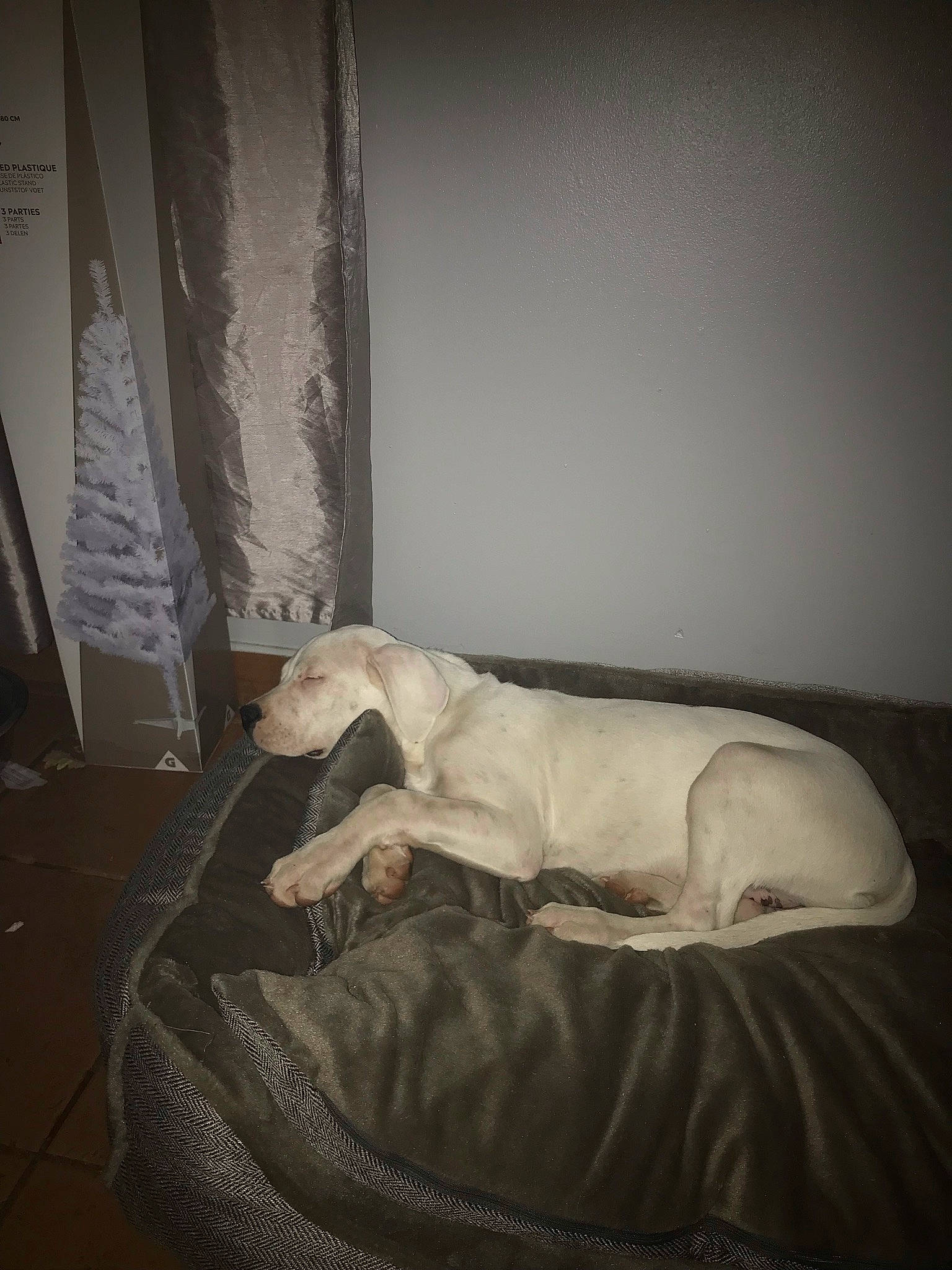 Belle a rejoint le concours — aidez-le/la à gagner de superbes lots ! art, canidae, carnivore, comfort, companion_dog, couch, curtain, dog, dog_breed, fawn, flooring, grey, linens, monochrome, monochrome_photography, snout, tail, terrestrial_animal, tints_and_shades, whiskers