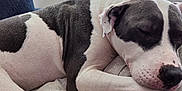 Rayne joined the competition — help win amazing prizes! dog, sleeping, indoor, blanket, pillow, window, lamp, resting, pet, cozy, relaxed, fur, white, black, patterned, home, comfort, closeup, animal, calm