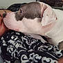 Rayne joined the competition — help win amazing prizes! dog, person, smile, blanket, close_up, indoor, affection, pet, animal, face, snout, fur, comfort, warmth, human, friendship, nose, expression, relaxation, bond