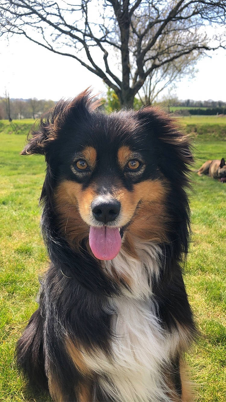 Kawa participe au concours pour gagner de l'argent avec cette photo : australian_collie, australian_shepherd, canidae, carnivore, collie, companion_dog, dog, dog_breed, english_shepherd, finnish_lapphund, herding_dog, mammal, rare_breed_dog, rough_collie, scotch_collie, shetland_sheepdog, snout, sporting_group, vertebrate, working_dog