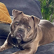 Gaïa a rejoint le concours — aidez-le/la à gagner de superbes lots ! dog, gray_dog, couch, indoor, pet, lounge, plant, greenery, pillow, fur, canine, animal, relaxed, home, furniture, portrait, domestic, companion, ears, face