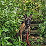 Pensine participe au concours pour gagner de l'argent avec cette photo : animal, belgian_malinois, black_and_tan, collar, dog, foliage, garden, greenery, leaves, nature, outdoor, pet, plants, pointed_ears, portrait, red_leash, shepherd_dog, sitting, stairs, stone_steps