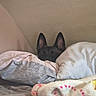 animal, bed, bedding, bedroom, black_dog, blanket, cozy, cute, dark_fur, dog, home, indoors, lying_down, peeking, pet, pillows, plush_blanket, pointed_ears, portrait, resting