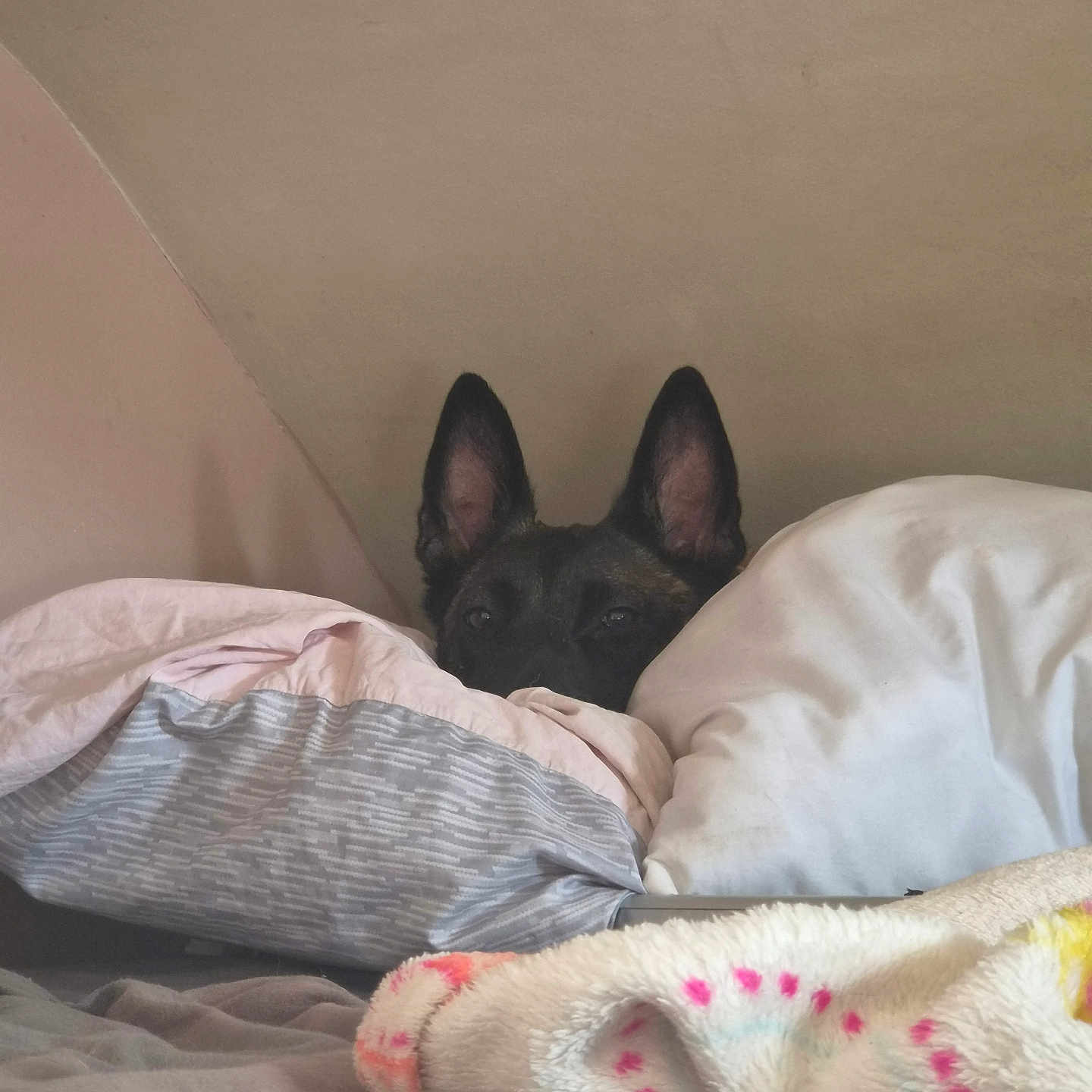 Pensine a rejoint le concours — aidez-le/la à gagner de superbes lots ! animal, bed, bedding, bedroom, black_dog, blanket, cozy, cute, dark_fur, dog, home, indoors, lying_down, peeking, pet, pillows, plush_blanket, pointed_ears, portrait, resting