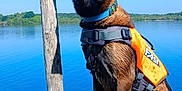 Pensine a rejoint le concours — aidez-le/la à gagner de superbes lots ! dog, water, lake, dock, life_jacket, outdoor, animal, pet, blue_sky, wood, nature, canine, wet, collar, summer, water_safety, adventure, sitting, alert, daytime